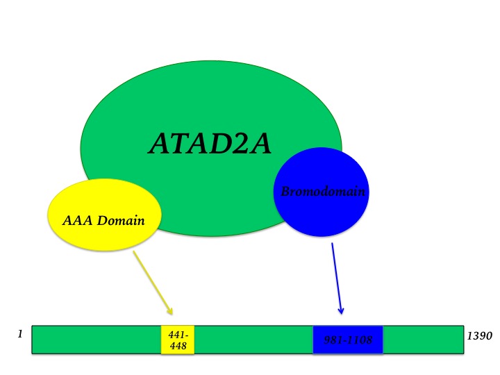 Figure 1. Schematic representation of ATAD2 with the two separate domains shown in yellow (AAA Domain) and blue (Bromodomain).