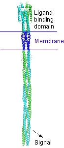 Bacterial chemotaxis receptor