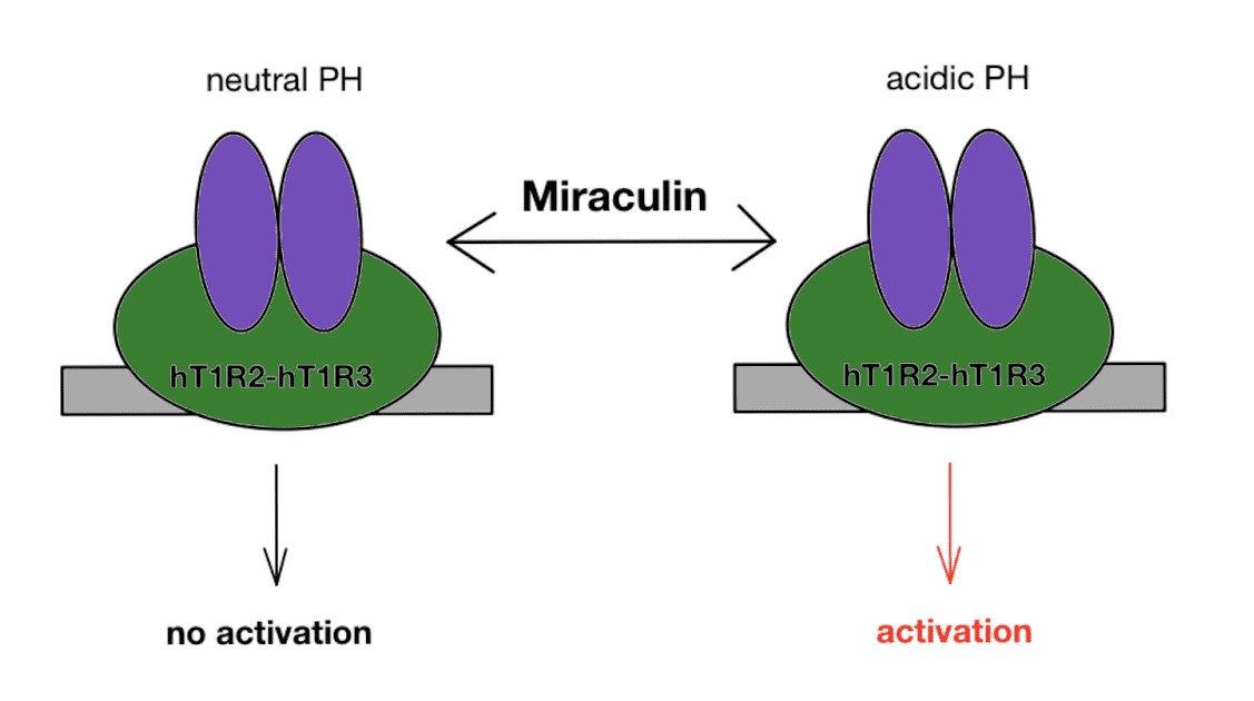 Image:Miraculin interaction w tongue receptor 2.jpg