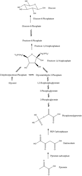 Synthesis of Glucose During Gluconeogenesis