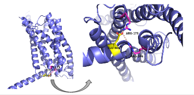Figure 6: Salt Bridge.  The non-covalent interactions between residues jmolSetTarget('1');jmolLink('delete $clickGreenLinkEcho; refresh;setL = \"setLoading();\"; javascript @setL; script /wiki/extensions/Proteopedia/spt/wipeFullLoadButton.spt;  isosurface DELETE; scn = load(\"/wiki/scripts/72/721535/Salt_bridge_residues/1.spt\"); scn = scn.replace(\'# initialize;\', \'# initialize;\nclearSceneScaleCmd = \"clearSceneScale();\"; javascript @clearSceneScaleCmd;\n\'); scn = scn.replace(\'_setSelectionState;\', \'_setSelectionState; message Scene_finished;\'); script inline scn;','Glu 406, Arg 173, and Arg 346','Glu 406, Arg 173, and Arg 346'); form a tridentate salt bridge. The Glu 406 acts as the central residue in the tridentate salt bridge; Arg 173 and Arg 436 both chelating  with Glu 406. The salt bridge is located on the intracellular side of the transmembrane helices.