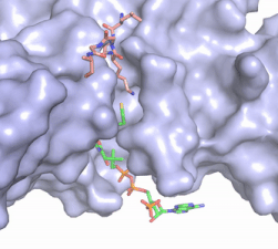 Figure 2. Coenzyme A (CoA, green sticks) and the histone H4 peptide substrate (pink sticks) are shown in the binding groove of HAT1. The movie was made in PyMol using 4psw.pdb, then converted to gif format using EZgif.