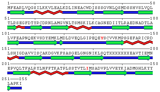 Human PCNA S228I mutant secondary structure with marked mutation and rotated Tyr133 marked red in sequence. Helices are marked red, sheets green and loops blue. Note the IDCL region (residues around 125).
