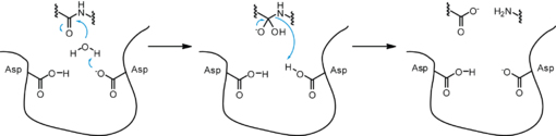 Aspartyl Protease Mechanism