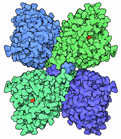 The Structure of Tyrosine Hydroxylase