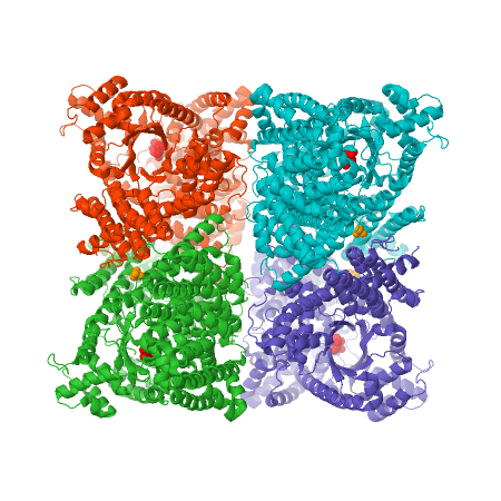 Figure 3 X-ray crystal structure of Flaverina trinervia’s C4 PEPC bound to glucose 6-phosphate (magenta). Two strongly bound dimers (left and right sides of the structure) form the tetrameric quaternary structure. Adapted from Schlieper et al. 2014. 