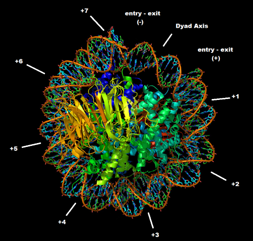 Image:Dyad nucleosome comprised.png