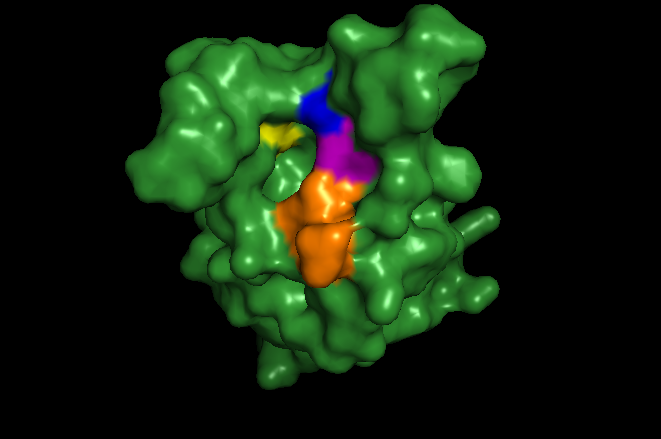 Figure 5. Surface structure of the ATAD2 bromodomain with key residues involved in recognition highlighted. the RVF shelf is highlighted in orange, the conserved asparagine in blue, the gatekeeper isoleucine in purple, and the tyrosine in yellow.
