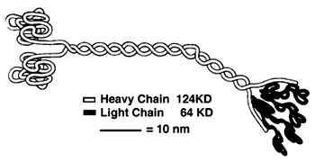 Here is a picture of the light chains.