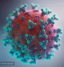 SARS-CoV-2病毒。病毒表面的尖刺呈现出电晕状外观（Fusion Animation）。
