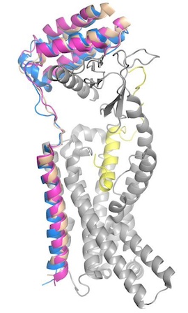 Figure 4. Superimposed RAMP1 (pink), RAMP2 (blue), and RAMP3 (tan) in the human amylin receptor (CT is gray).