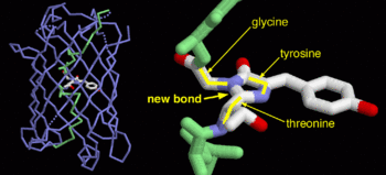 Green fluorescent protein (1ema)