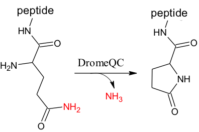 Figure 5. DromeQC-mediated cyclization of a terminal glutamine residue forming pyroglutamic acid (pGlu). The leaving amine group is labelled in red.