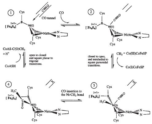 Proposed mechanism  2 for ACS activity with Ni-Ni ions in the binuclear site of the A-cluster. 