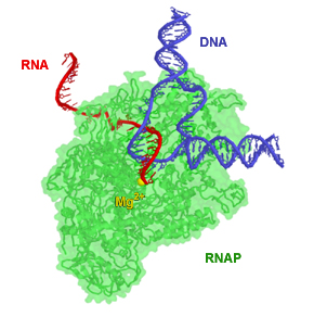 RNA Transcription from DNA in T. aquaticus