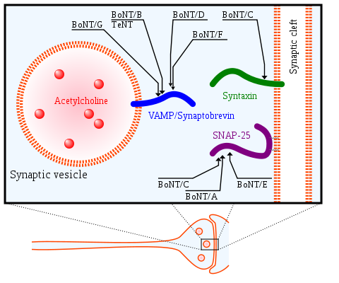 Image:480px-Presynaptic_CNTs_targets.svg.png