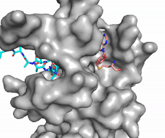 Figure X: Image of substrate bound on one side of SET7/9 (PDB 1o9s) with the lysine target in the active site channel (cyan) and S-adenosyl homocysteine (pink) bound on the opposite face of the enzyme