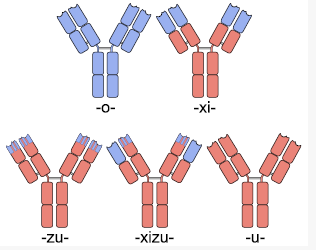 Different Types of Antibodies