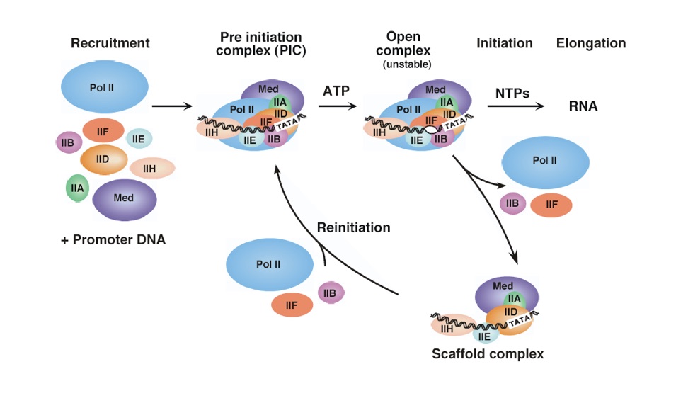 Image:Assembly of RNA polymerase.jpg