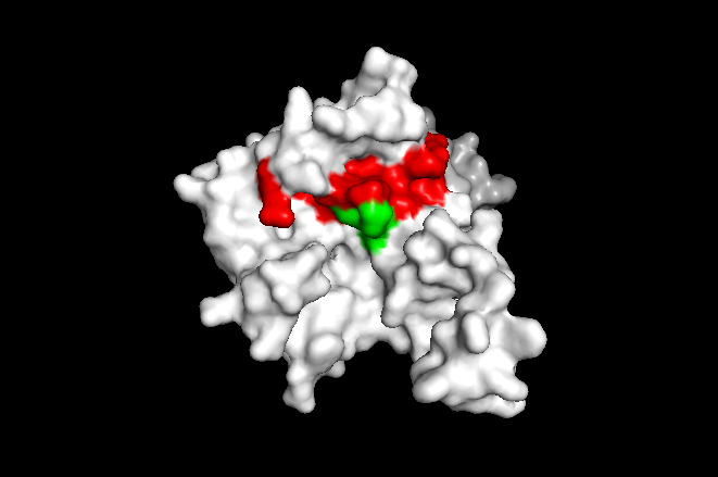 Image 5. TIP30 shown with the binding site in red (residues 19-52) along with the mutagenesis site in green (residues 28-31) within the binding site. This image was created using PYMOL.