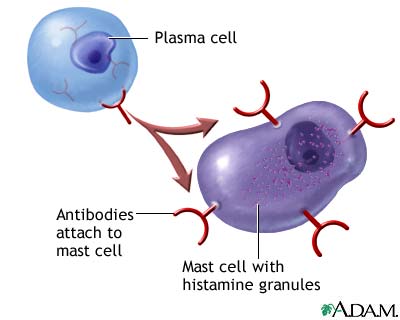 Image:Plasma_cell_and_mast_cell_with_antibodies.jpg