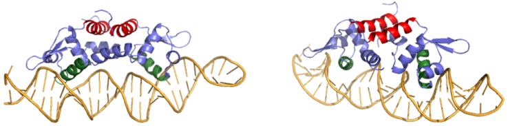Figure 3: Two views of Czr A bound to DNA. A segment of DNA is shown in orange with the α5 helices displayed in red and the α4 helices shown in green.