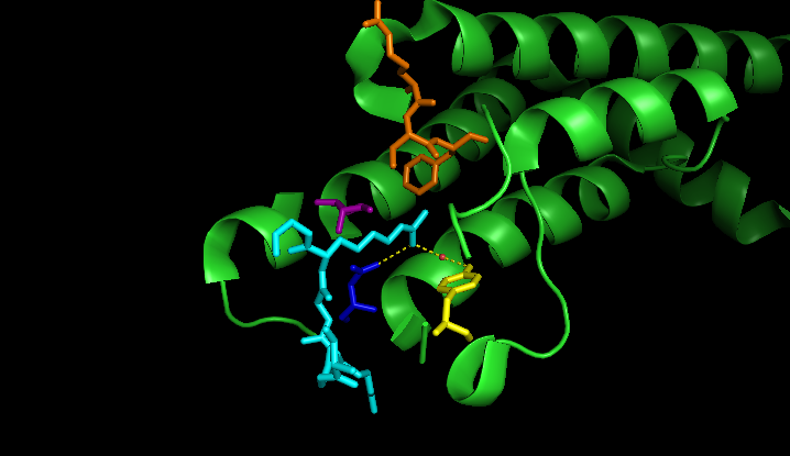 Figure 6. From structure of the ATAD2 bromodomain with histone ligand H4K5ac (PDBID:4TT2): Binding pocket of the ATAD2 bromodomain with same highlighted residues as Figure 5. Notice the bonding between the aspargine and the ligand, as well as the tyrosine's interaction through water.