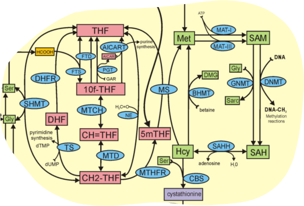 one-carbon metabolism