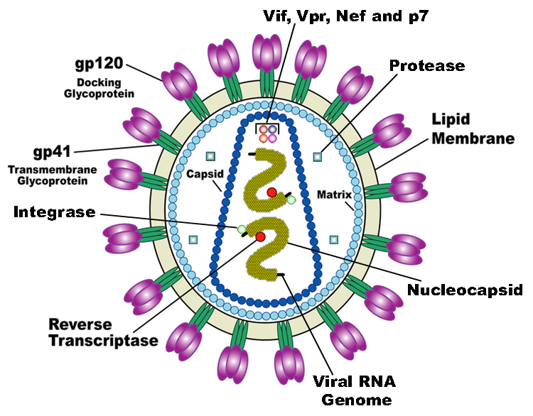 Structure of HIV-1 Virus Particle .