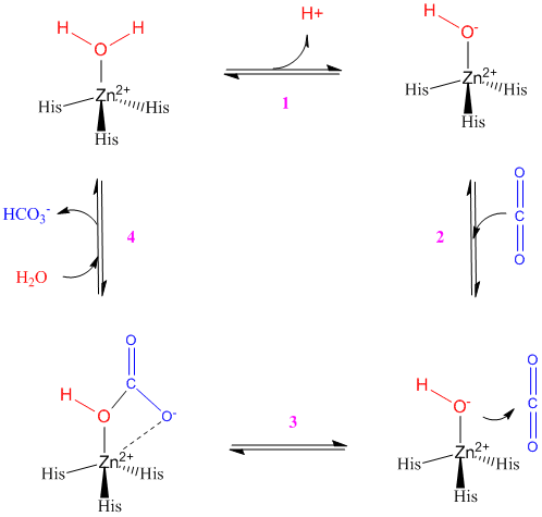 Image:Carbonic Anhydrase Mechanism.gif