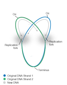 Bacterial replication fork [3]