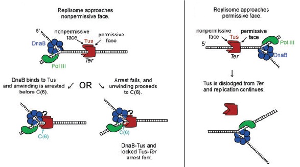 How polar replication fork arrest may be achieved by the Tus-Ter complex. Extracted from .