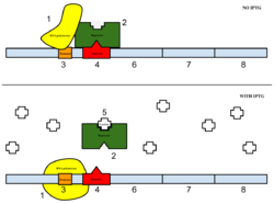 Figure 4: Top: how lac operon works in the absence of IPTG. Bottom: how lac operon works in the presence of IPTG.