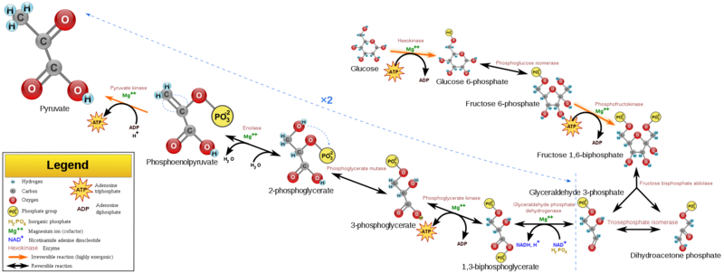 Image:2000px-Glycolysis.png