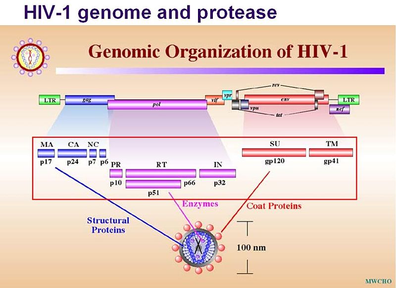 Image:Genome and protease.jpg