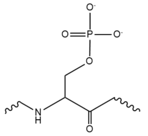 Figure 4. An example of one phosphorylated serine within the RS domain.