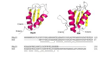 Figure 4: Comparing SRp20 and 9G8 RRMs and sequence alignments. Structural images created using Pymol