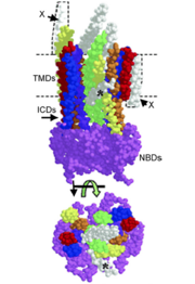 Image taken from: A Primer on the Mechanics of P-glycoprotein the Multidrug Transporter.   One subunit of an ABC transporter consists of a nucleotide binding domain and a transmembrane domain