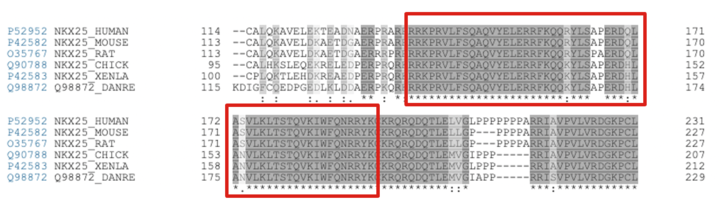 Sequence alignment of NKX2.5 isoforms from multiple species. Red boxes indicate the continuous homeodomain region from residue 137-194.