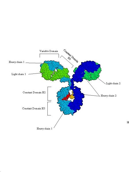 Image:Antibody spacefilling diagram.jpg