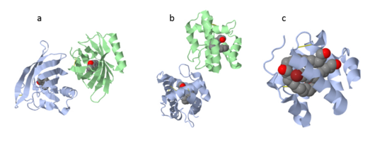 Figure 5. (a) An example for vertebrate's OBP-a pig OBP, PDB:1e06; (b) An example for insect's OBP- Bombyx mori PBP, PDB:1dqe; (c) An example for insect's CSP-Mamestra brassicae CSP2 PDB:1n8u