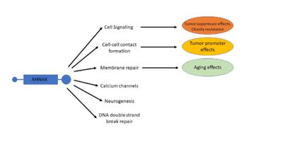 Figure 4. A visual representation of many of AHNAK's functions and how those functions relate to disease. Modified from 