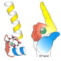 Figure 3: An illustration of the EF hand  The yellow helix represents the ‘E’ portion and the blue helix represents the ‘F’ portion. The cavity inside the hand is where Ca2+ ions bind which induces the conformational changes in the loop region