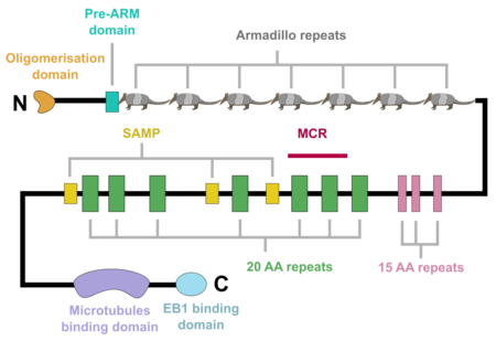 Figure 1: Schematic of the APC protein domain structure. MCR, mutation cluster region; SAMP, Axin-binding motif
