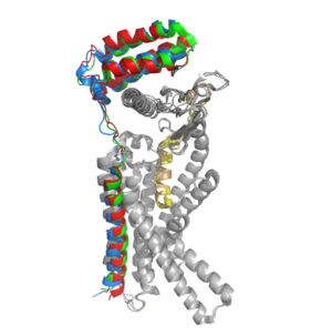 Figure 2. Superimposition of RAMP1, RAMP2, and RAMP3. RAMP1 is red, RAMP2 is blue, and RAMP3 is green. The amylin ligand is dark yellow, and the calcitonin ligand is pale yellow.