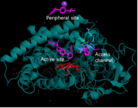 Figure 5.CYP2C9 Wild Type with losartan binding. Cyan: protein, orange: heme, magenta: Losartan