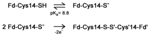 pH dependent equilibrium of D14C [3Fe-4S] P. furiosus ferredoxin between protonated and deprotonated monomers and formation of a disulfide bonded dimer from deprotonated monomers. Fd is short for ferredoxin.
