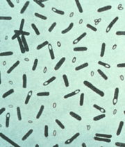alt Clostridium botulinum bacteria up close.  Image courtesy of CDC.