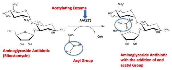 Acetylation Reaction 