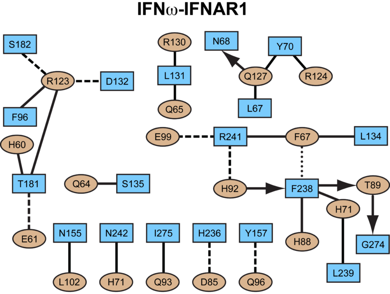 Image:IFNw IFNAR1 interaction map.png